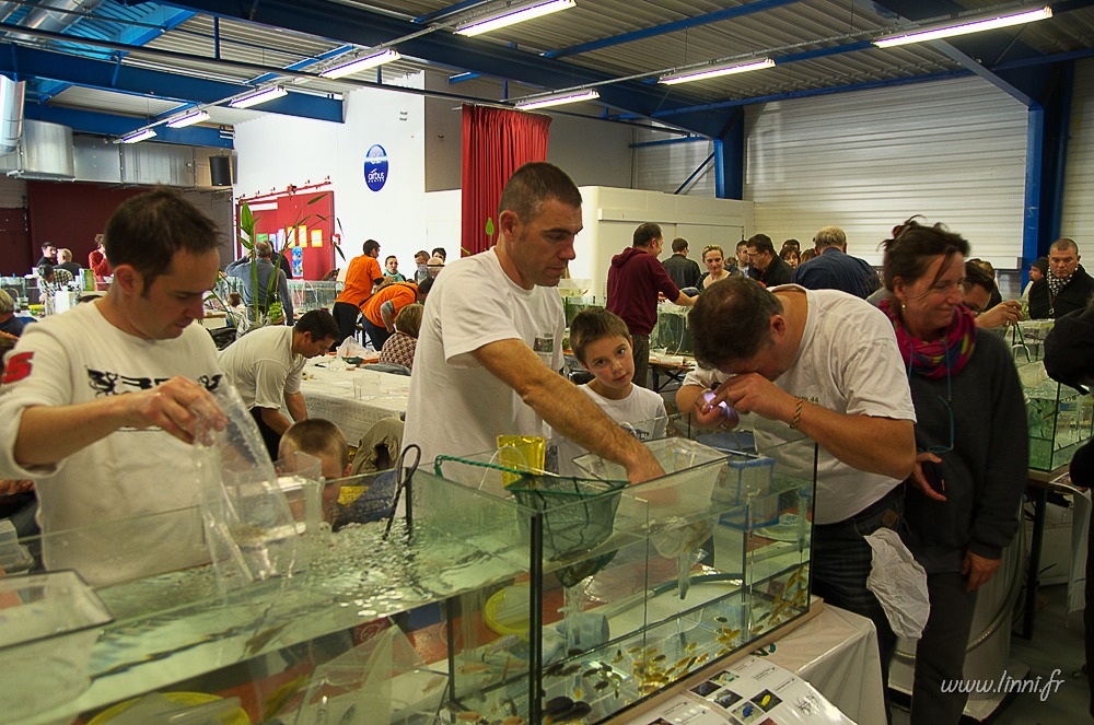 Bourse aquariophile de Nantes (44), 11 octobre 2015 AQUA44 2015 088